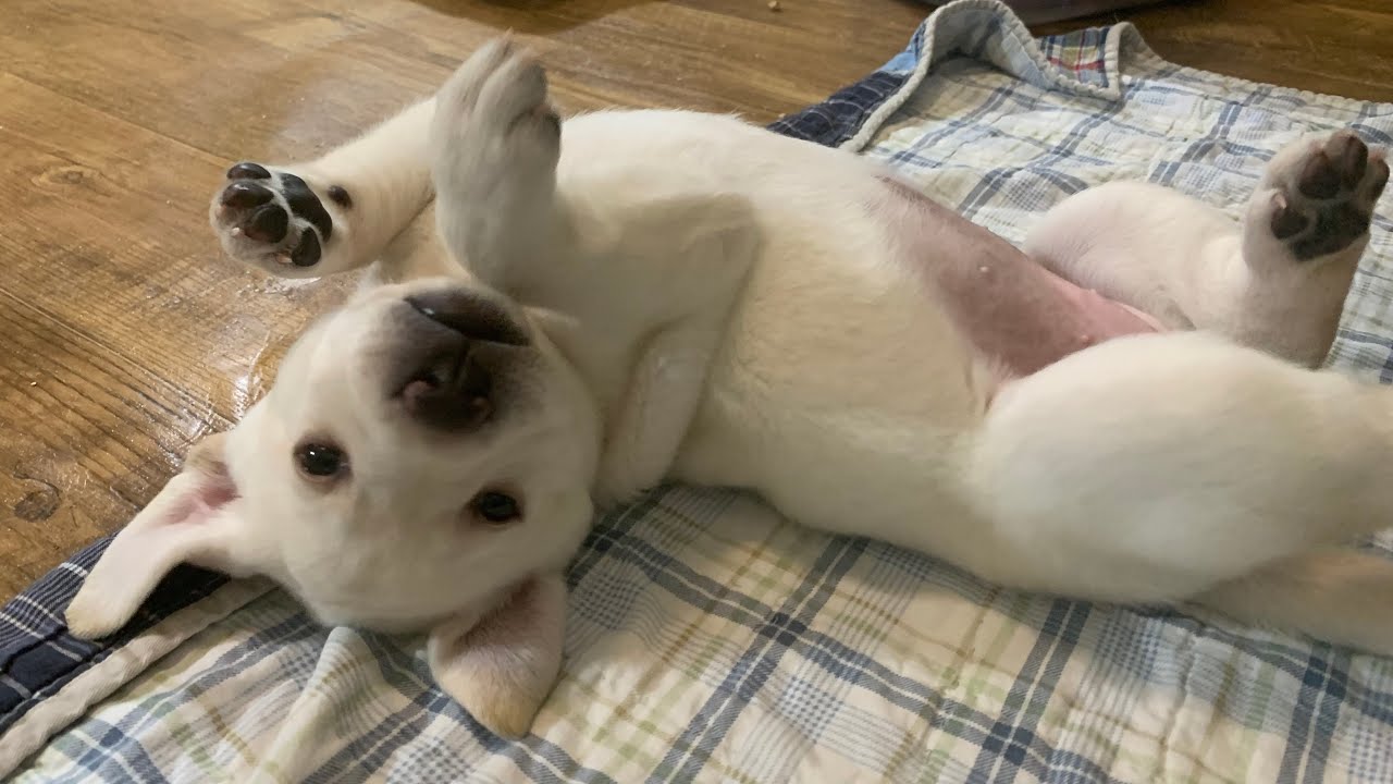 Lab Puppies  - LIVE STREAM ! Puppy Cam Jun 29