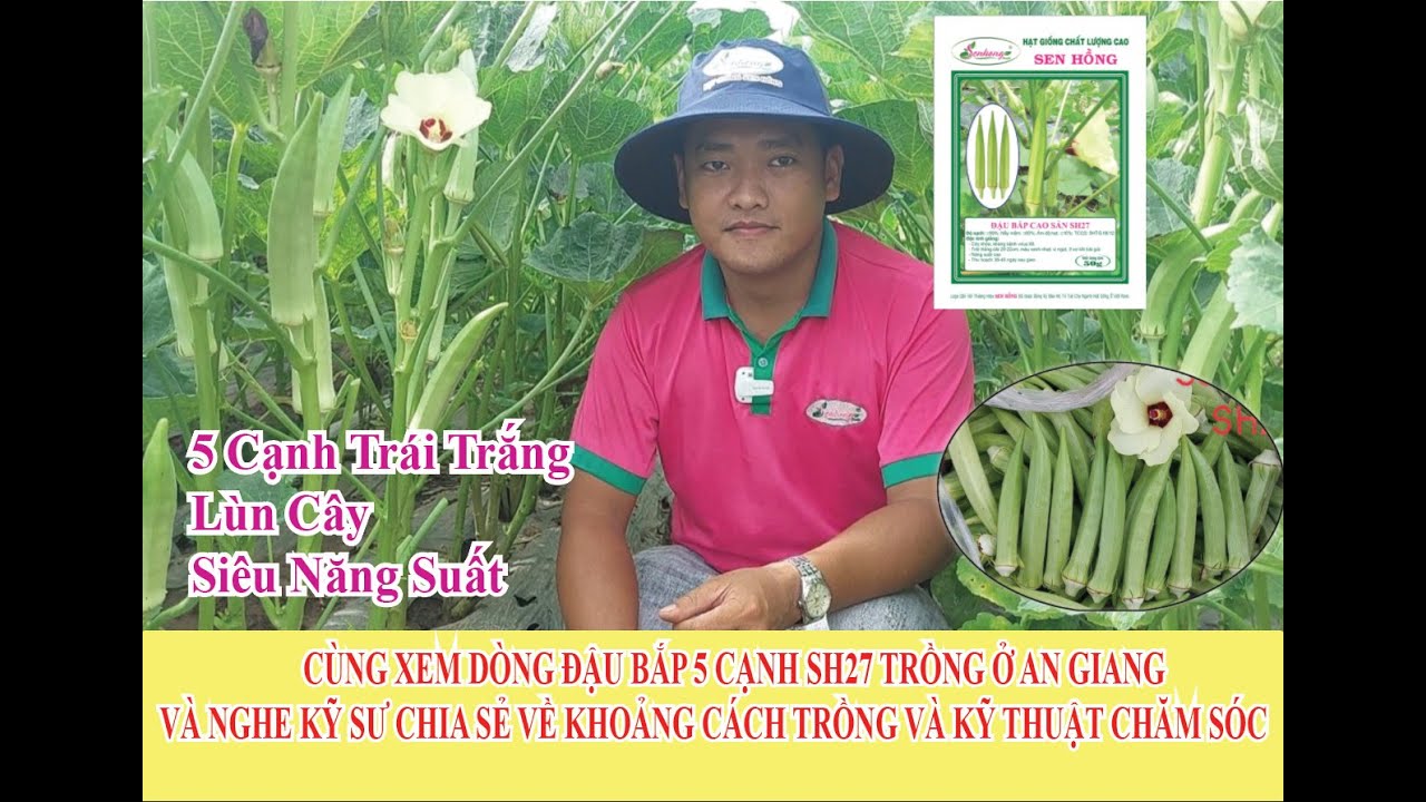 CÙNG NGHE CHIA SẺ CỦA KỸ SƯ: ĐOÀN MINH TRUNG VỀ KỸ THUẬT TRỒNG VÀ CHĂM SÓC ĐẬU BẮP SEN HỒNG SH27