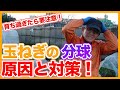 家庭菜園や農園の玉ねぎ栽培は育ち過ぎに要注意！春に向けて玉ねぎが分球する原因と対策を徹底解説！【農家直伝】/Causes of onion splitting and countermeasures.