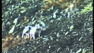 An extract from 'Todhunter and the fox'. Filmed in 1991, shows the ...
