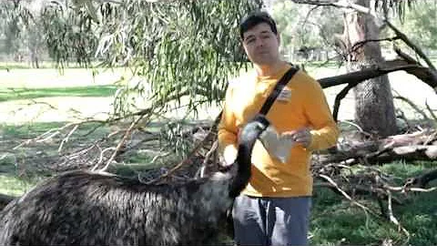 Австралийский страус ЭМО