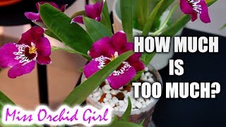 About buying Orchids - Budgets, ebay auctions, forming a collection