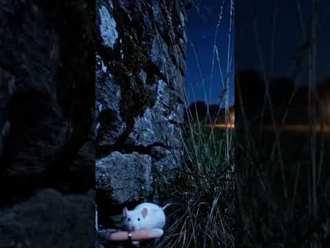 جرذ يكشف جريمة قتل من هو القاتل ألغاز قصص غموض قصة قصيرة قصص رعب قصص بوليسية قصص قبل النوم