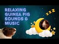 Dreamy lullaby 8 hours of guinea pig asmr for a peaceful night