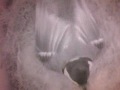 birdcam_2010-04-07_19-19-05.avi
