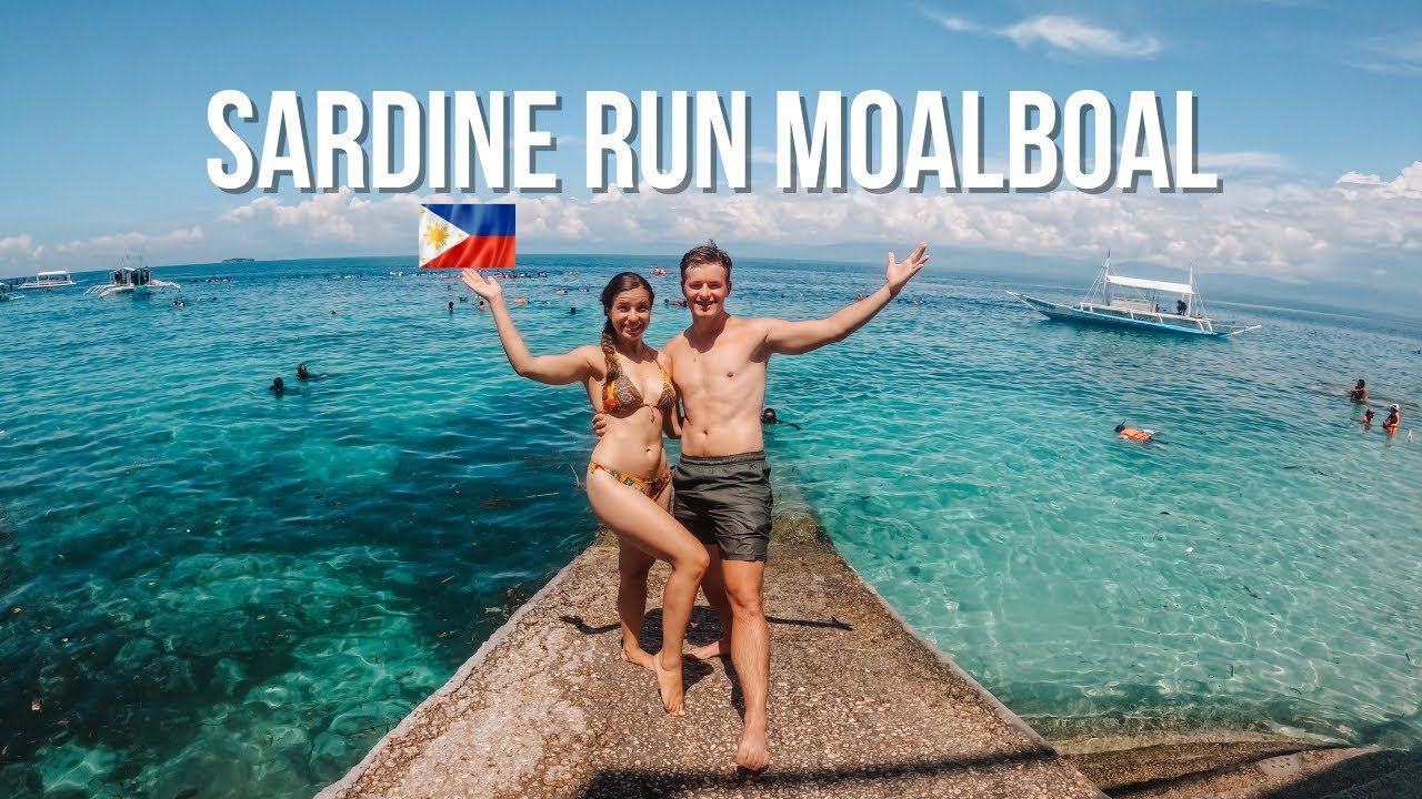 Download Sardine Run Moalboal THE ULTIMATE EXPERIENCE