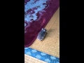 マルの初めてのお散歩