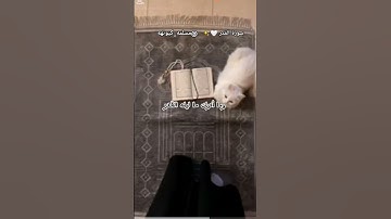 سورة القدر خير من الف شهر رمضان كريم 🌙 #قران_كريم #سورة_القدر #استمعوا_وانصتوا_لعلكم_ترحمون