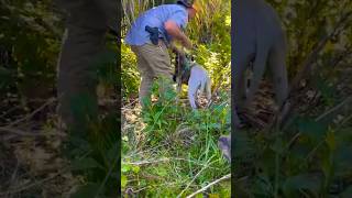 HOG DOGS | catch feral barr hog! #outdoors #florida #hunting #outdoorlife #floridalife #hoghunting