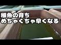 【メダカ飼育】稚魚の大きさ分けの後に超速で育てるノウハウを検証！
