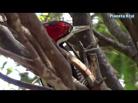 Woodpecker sound, Woodpecker biting tree, Woodpecker singing