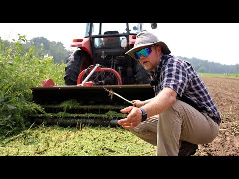 Video: La falciatura ucciderà la pigweed?