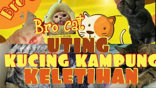 Uting Keletihan Setelah Melahirkan 3 Ekor Anak Kucing.