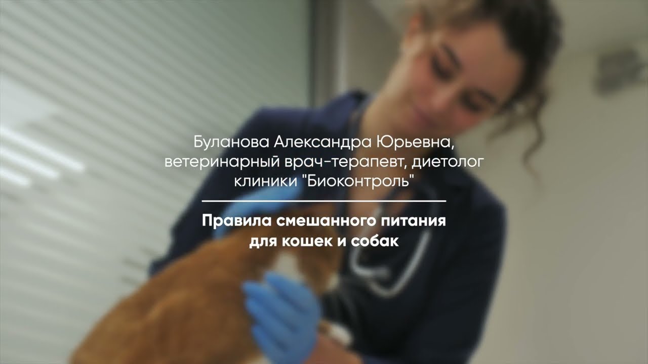 Правила смешанного питания для кошек и собак