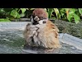 今日も元氣な栗まんじゅう　【すずめ日記】