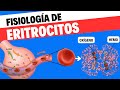 Fisiología: Eritrocitos