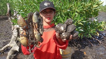 Lucky Day - I Found Many Huge Mud Crabs at Swamp after Water Low Tide