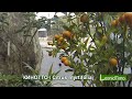 КИНОТТО / Citrus myrtifolia