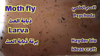 Moth Fly larvae /Drain fliesيرقة ذبابة العث /معلومات عامة  فقط للتعريف باسم الحشرة