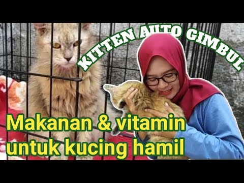 Video: Hewan Peliharaan. Nutrisi Untuk Kucing Hamil