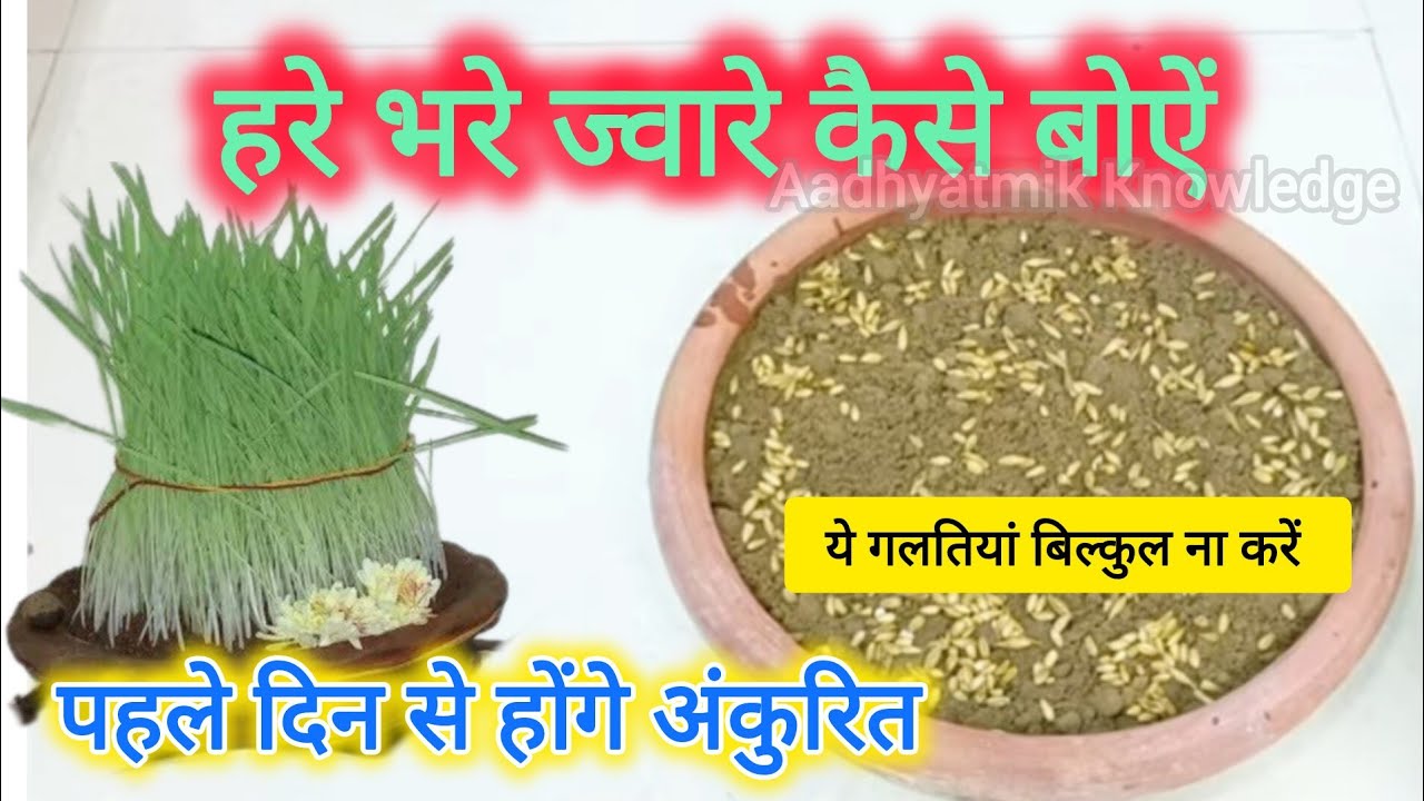 नवरात्रि में जवारे कैसे उगायें | Navratri Me Jaware Kaise Ugaye ...