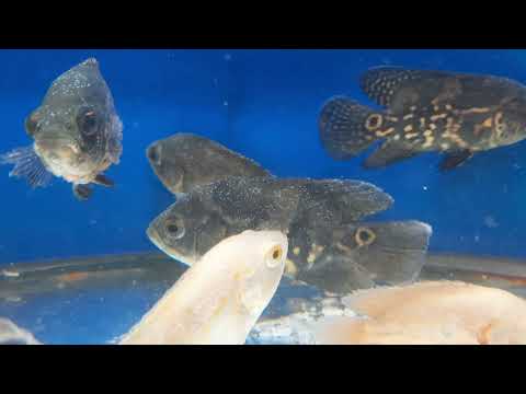 Oscar Fish Care in Hindi | Oscar Fish Tank | Oscar Fish Diseases in Hindi|Oscar Fish Guide in