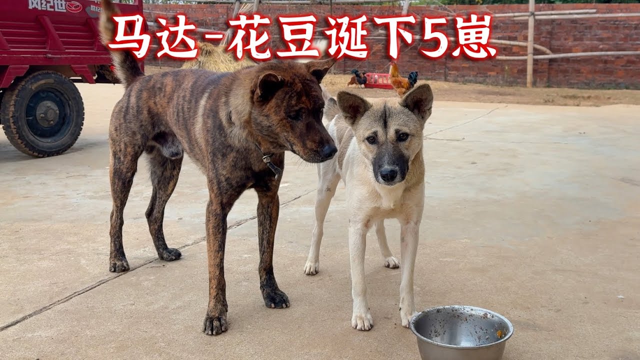 虎斑犬马达又当爸了，看看有几个像它