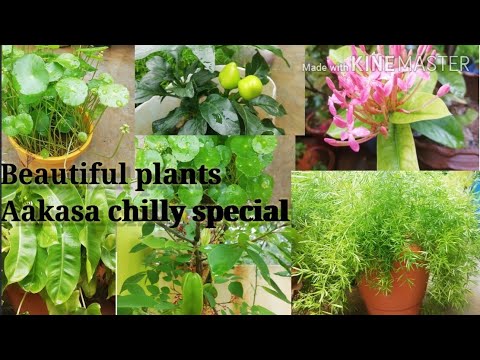 My terrace garden pics - YouTube