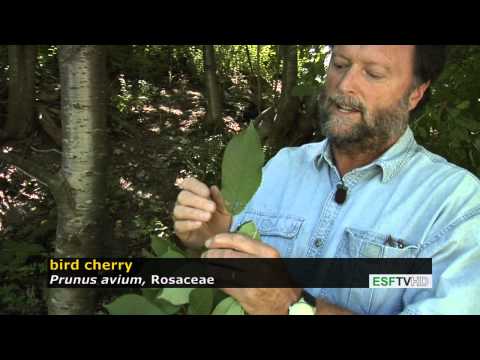 Video: Virginia Bird Cherry