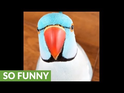 funny-parrot-plays-adorable-game-of-peek-a-boo