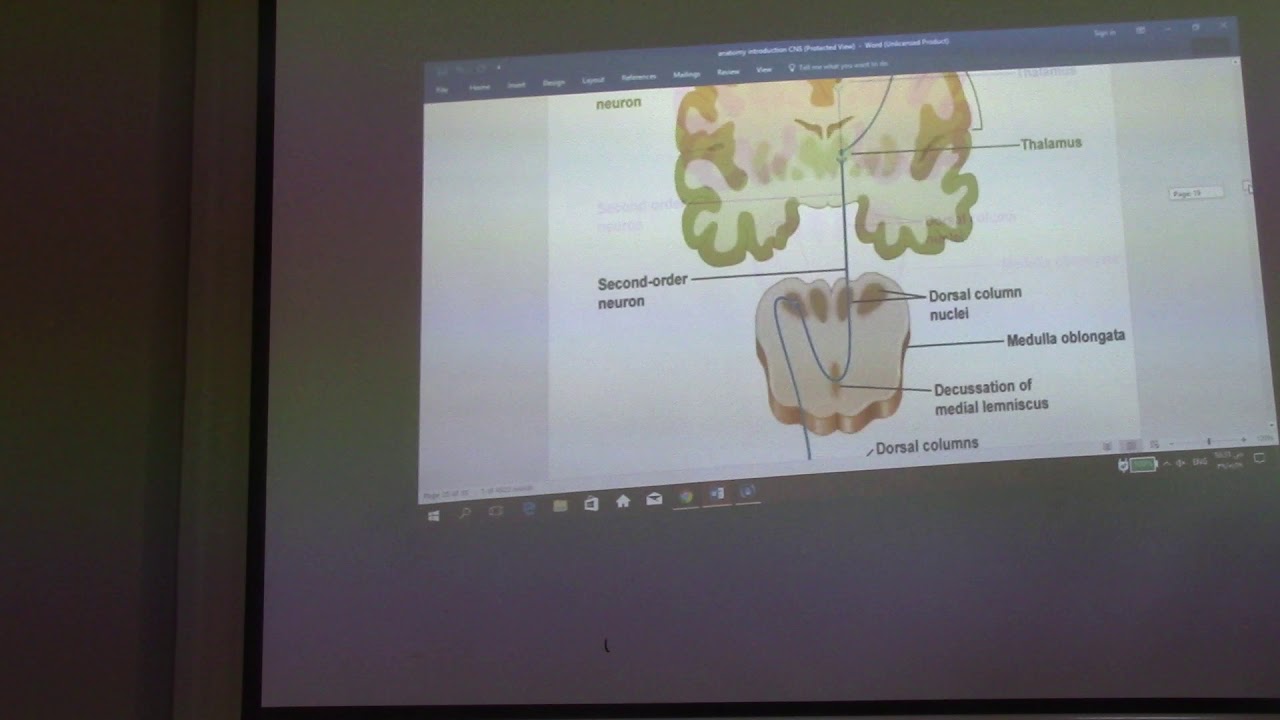 Neuroanatomy 1 ( Introduction , part 1) by, by Dr. Wahdan - YouTube