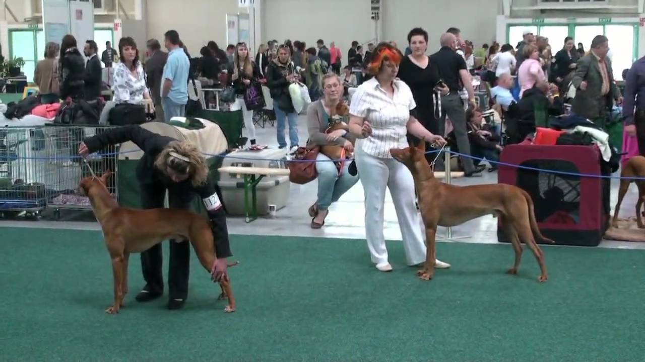 ファラオハウンド Pharaoh Hound 犬種の歴史 特徴 性格から写真 動画まで 子犬のへや