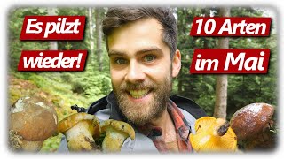 Pilze ohne Ende | Pfifferlinge, Steinpilze, Hexenröhrlinge | 10 Arten im Mai