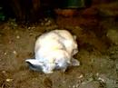 Lazy Rabbit