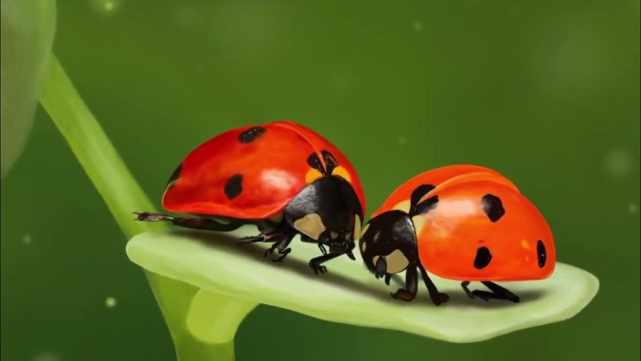 Божья коровка фоновый рисунок