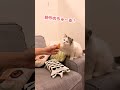 目薬を新作ちゅーると勘違いする猫【おしゃべりする猫】 #Shorts 【猫アテレコ】