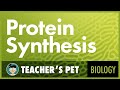 The Journey of Protein Synthesis From DNA to mRNA