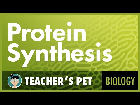 Thumbnail for the embedded element "Protein Synthesis"