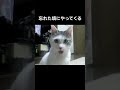 顎が外れた猫【忘れた頃にやってくる】#shorts #short #ねこ