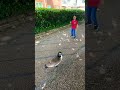 He was so desperate to know that what he is eating😂 #goose #duck #swan #birds #river #funny #shorts