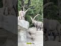 Kambing Gunung: Pendaki Tebing Mustahil