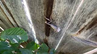 Mother praying mantis spinning nest by HeyThere 817 views 6 months ago 4 minutes, 39 seconds