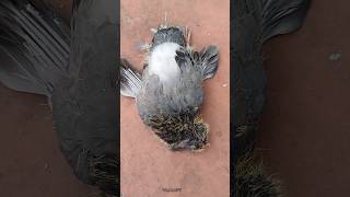 தா பாத்துக்கலாம் 🔥 #homerloft #training #tamil #pura #pigeons #sandaseval #highflyingpigeons #tips