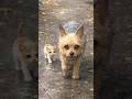 人を呼んでいた母犬 #保護猫 #dog and #cat #shorts