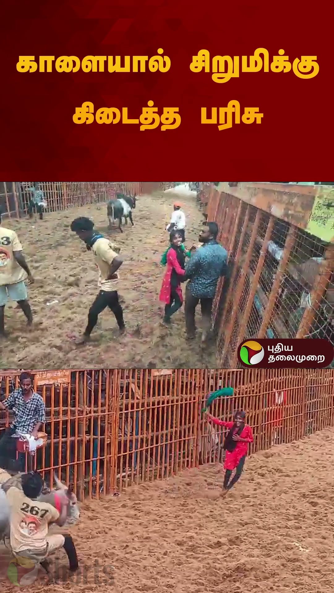 காளையால் சிறுமிக்கு கிடைத்த பரிசு | #jallikattu2025 | #madurai | #shorts