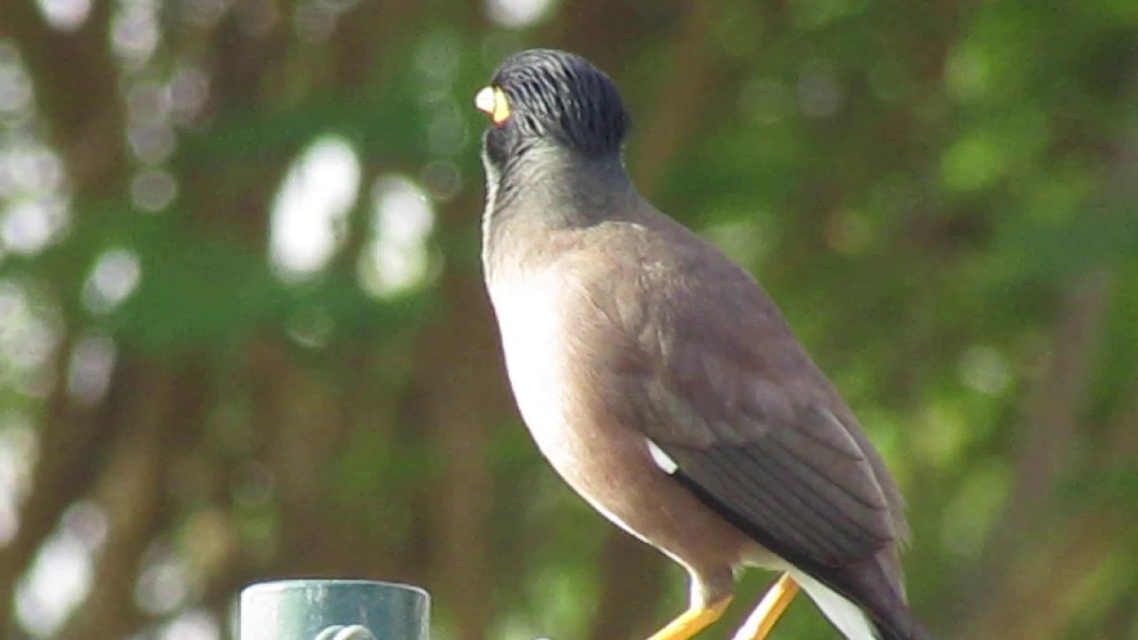 Gaya Burung Jalak I Burung Bernyanyi I Hitam Kuning Youtube