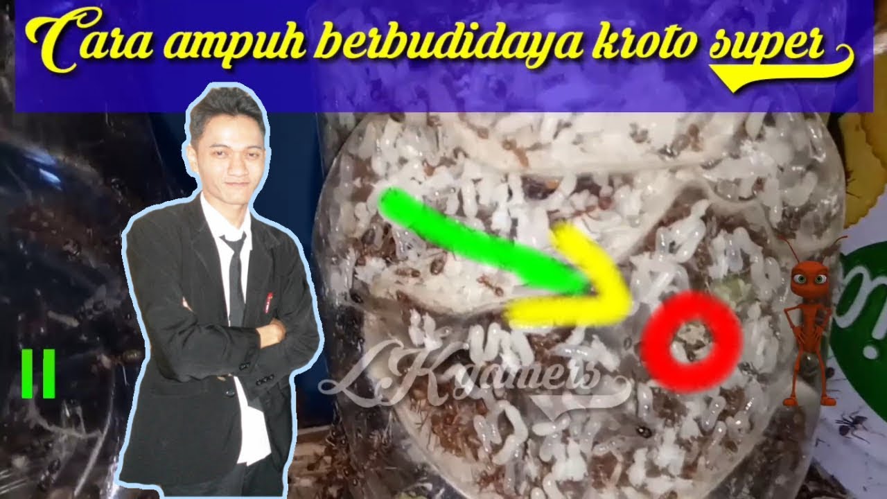 BUDIDAYA KROTO - Cara ampuh berbudidaya kroto super 