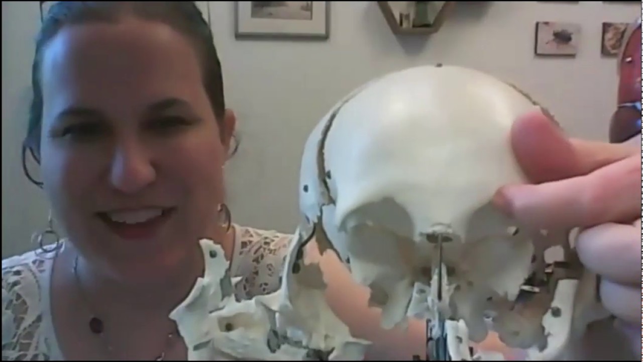 Anatomy Demo - Bones of the Skull - YouTube
