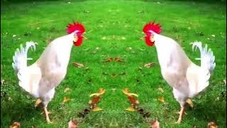 Funny Chicken Song Crazy Remix AndFunny Chicken Dance - Axel F (OFficialVideo)