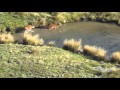 Hunting Public Land New Zealand  2016